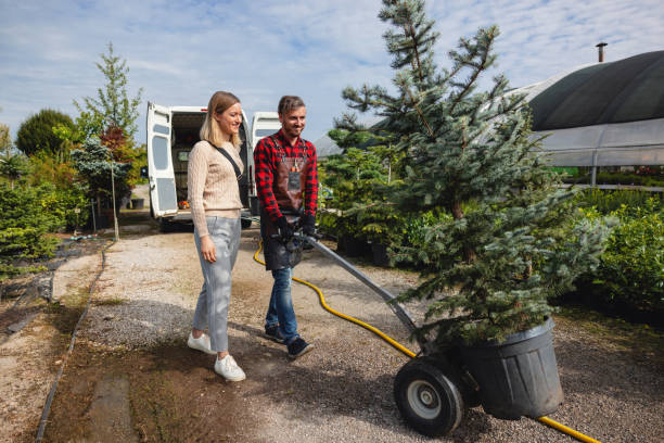 Tree Root Removal in Sumner, IL